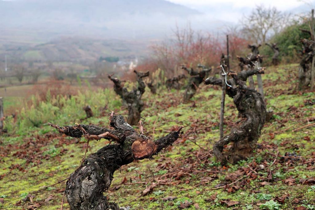 Cata Valle Recunco cepas viejas