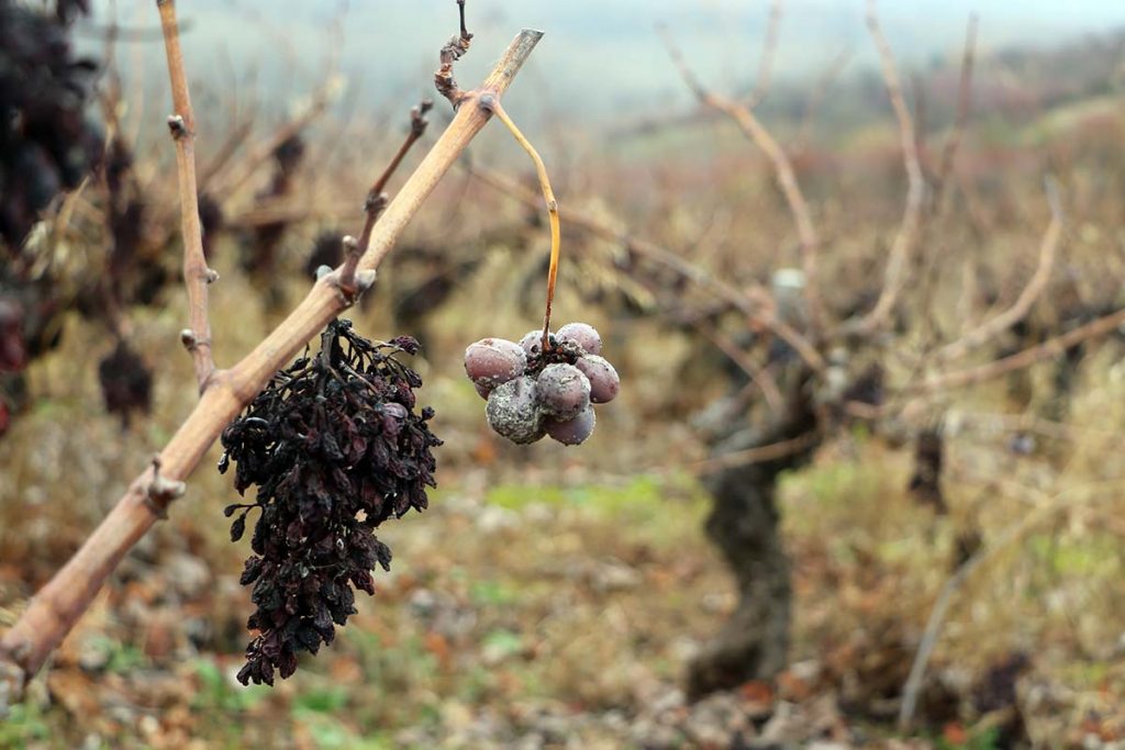 Cata Valle Recunco en las vinas