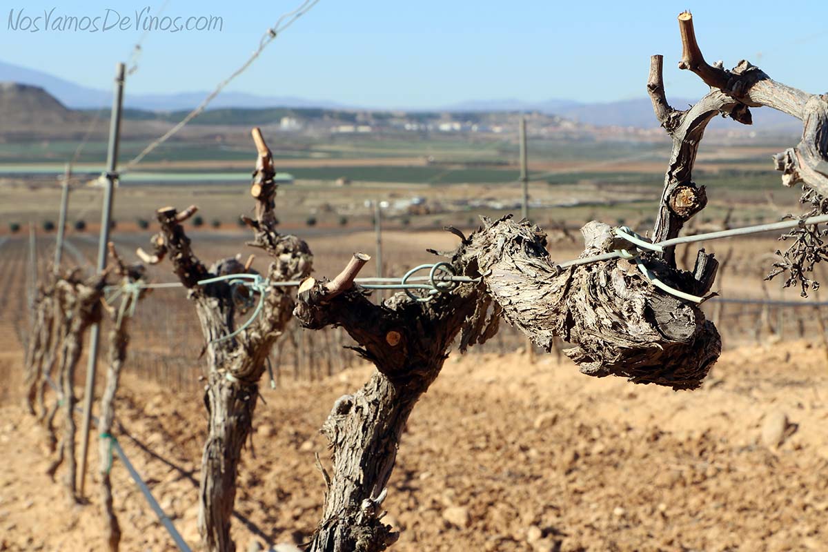 Pago-de-Cirsus-viñas-cepas