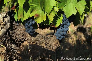 Mas Asturias Massuria viñedo de Mencía