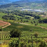 Vinos LOF. Viñedo de Valtuille de Abajo desde el castro Ventosa.
