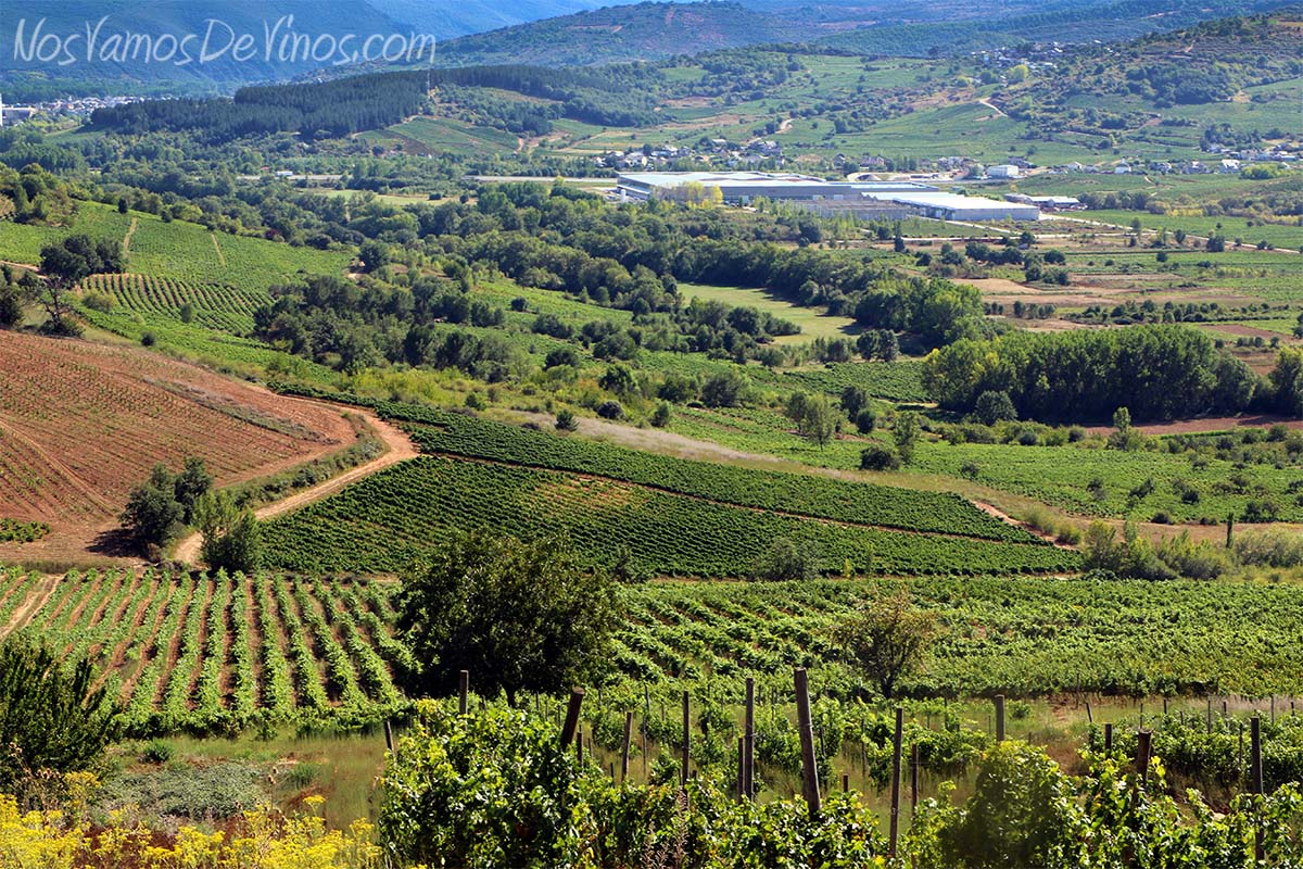 Vinos LOF. Viñedo de Valtuille de Abajo desde el castro Ventosa.