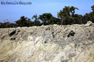 Suelo de albariza en el pago de La Paganilla.