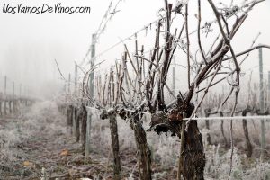 Cepas heladas en Bodegas y Viñedos Merayo.