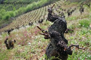 Cepa vieja en A Freita, el viñedo de Cantariña