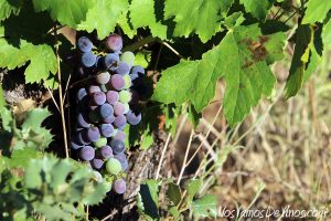 Visita al viñedo de Bodega Feo y cata de nuevas añadas. Envero en la parcela de Las Aragonas (Norte).