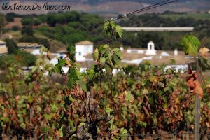 Cortijo los Aguilares desde el viñedo La Encina.