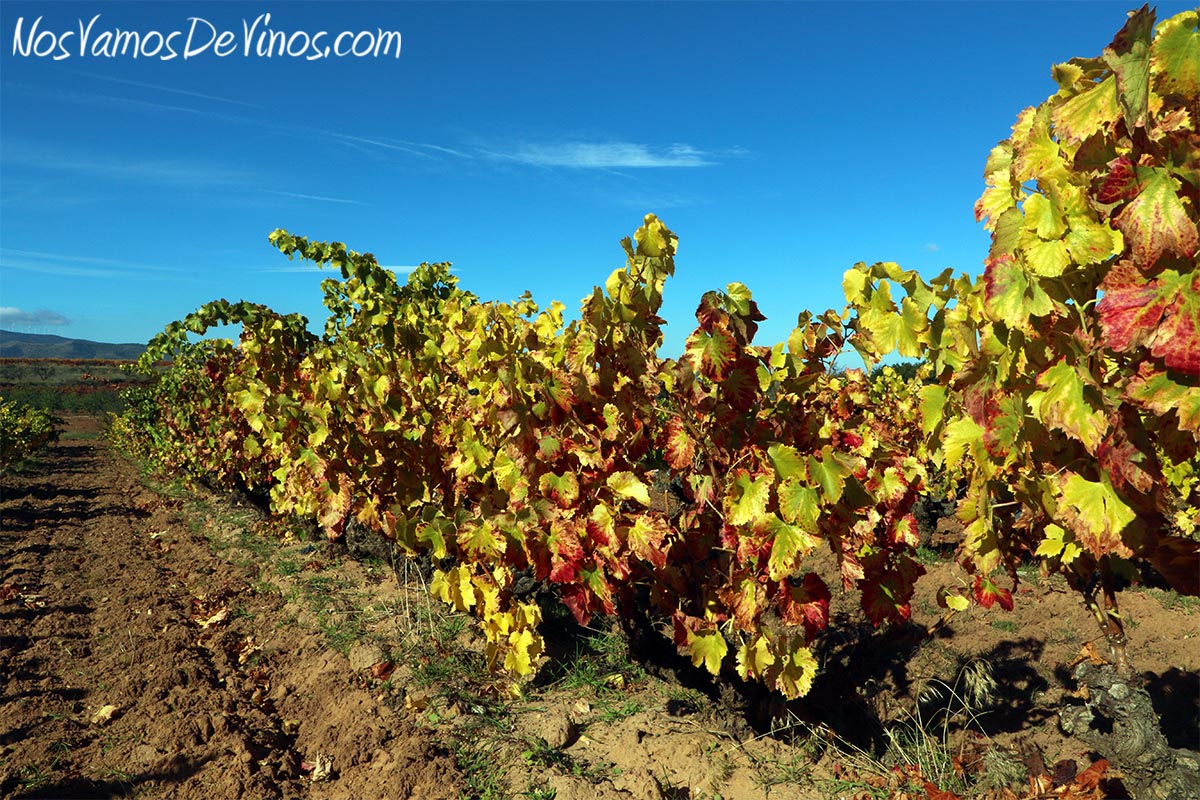 Las viñas de El Poeta y La Bartola están plantadas con cepas de Garnacha.