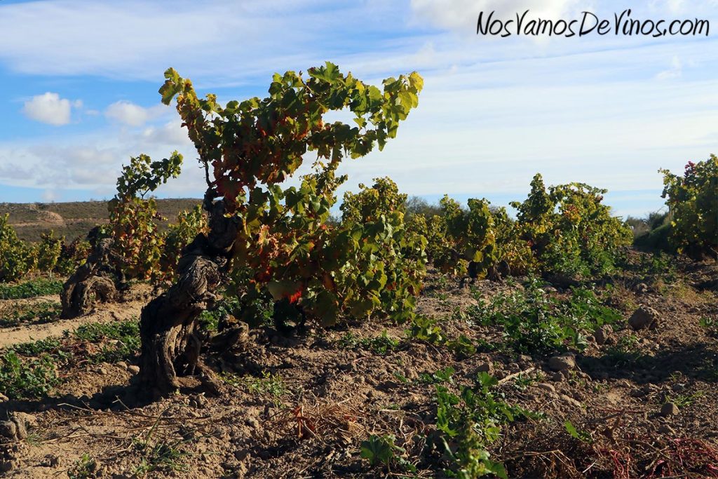El Arca es un viñedo centenario plantado con Garnacha y otras variedades.