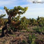El Arca es un viñedo centenario plantado con Garnacha y otras variedades.