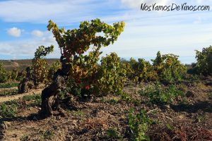 El Arca es un viñedo centenario plantado con Garnacha y otras variedades.