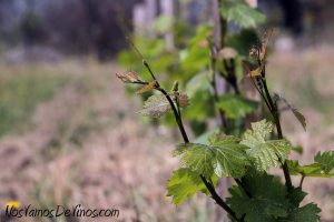 Dominio del Noveno. Cepas de nueva plantación comenzando la floración.