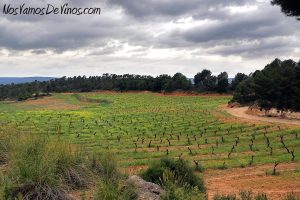 Finca Cor Ví, viñedo