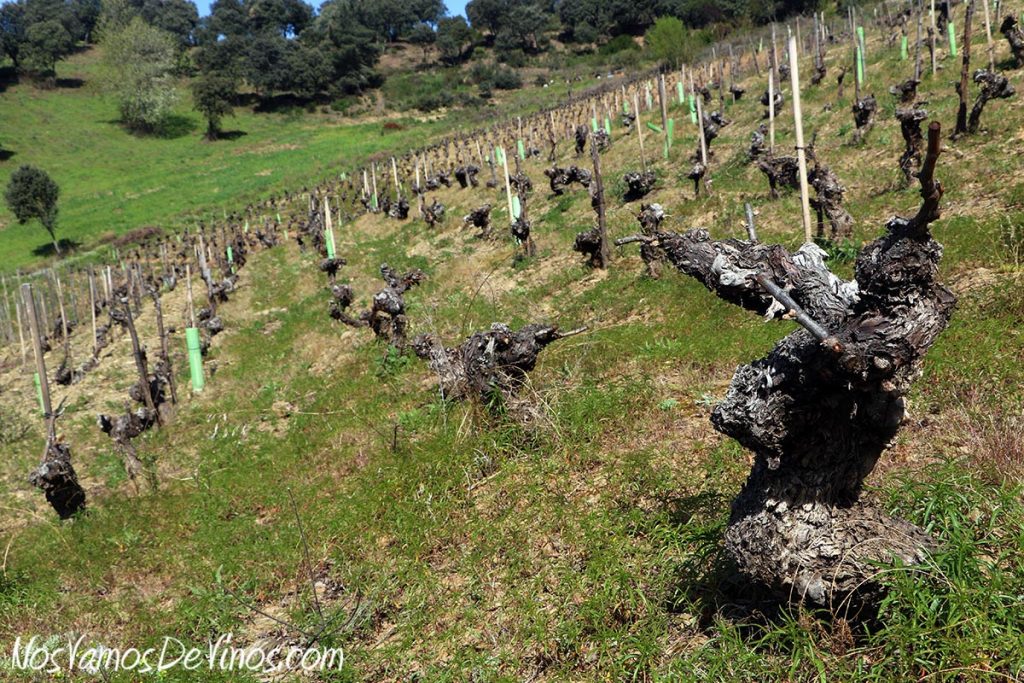 El viñedo de Grégory Pérez se encuentra en la localidad de Espanillo, en laderas montañosas del Bierzo Central,