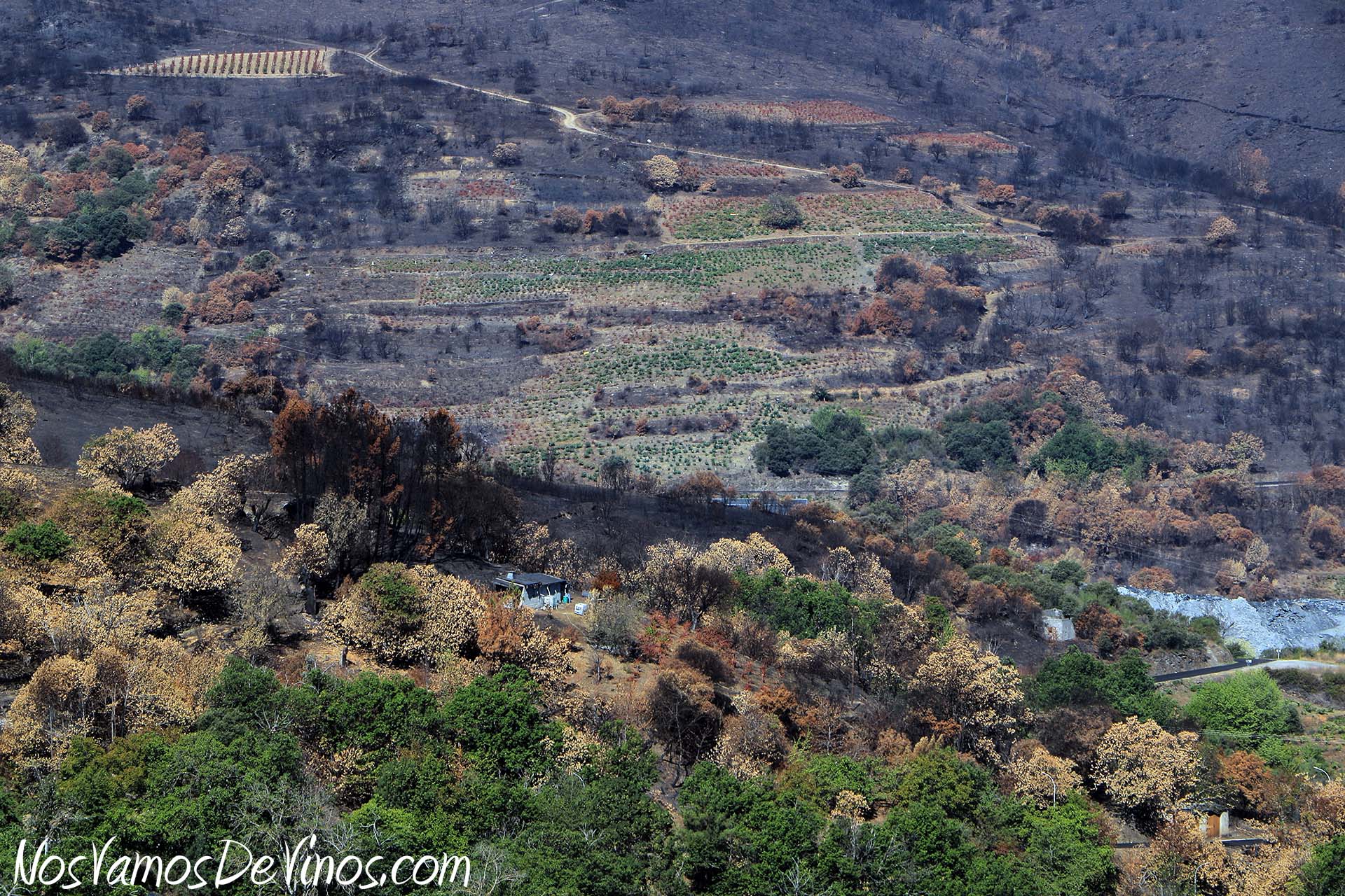 Ladera con orientación sur del valle del río Casayo, en Valdeorras, donde se encuentra la viña de O Cabalín.