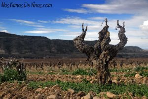 Cepas viejas en el viñedo de Villota en la finca San Rafael, en Laserna, Laguardia (Álava).