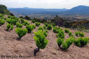 Viña vieja en el paraje de Arrebatacapas, con suelo de pizarra, en Cebreros
