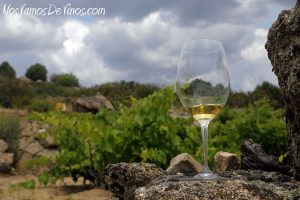 Cata de Albillo Real