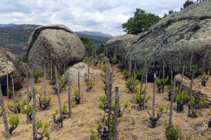 Viña de Comando G en Navahondilla con la que se elabora Rumbo al Norte