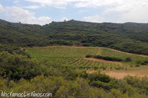 Viñedo de la finca Pago de Arínzano.