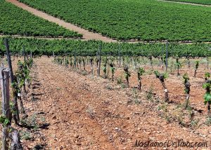 La Viña injertada y debajo la pequeña viña de donde salen las uvas para Harmonía.