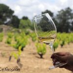 El Albillo Real se vendimia en parcelas como El Pañuelo, Juez, Piñonera, Ribera y Andrinoso, todas ellas ubicadas en el pago de los Castillejos, el paraje de San Martín de Valdeiglesias en el que se sitúa la bodega.