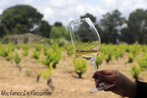 El Albillo Real se vendimia en parcelas como El Pañuelo, Juez, Piñonera, Ribera y Andrinoso, todas ellas ubicadas en el pago de los Castillejos, el paraje de San Martín de Valdeiglesias en el que se sitúa la bodega.