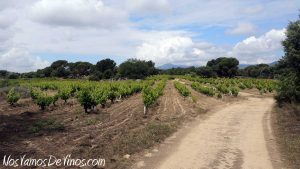 El viñedo como cortafuegos: la D.O. Vinos de Madrid activa una campaña de apoyo tras los incendios de la Sierra Oeste