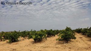 Ribera del Duero exige a la Junta de Castilla y León blindar el territorio frente a las granjas intensivas y el biogás
