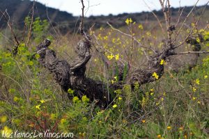 Cepa vieja del viñedo de Rubén Díaz en el paraje de Arrebatacapas, en Cebreros.