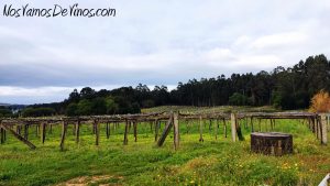 Visita a Bodegas Gerardo Méndez, Do Ferrerio. Viñedo de Lourido.