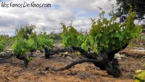 Finca La Emperatriz. Viña Guardacumbres, en Cuzcurrita del Río Tirón