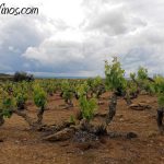 Ruta del Vino Rioja Alta. Bodegas Tarón. Enoturismo. Ruta. Viña El Monte.