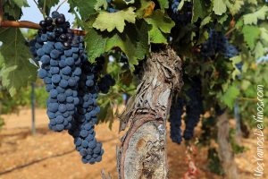 Socuéllamos. La Mancha. Bodega Delgado Collado. Viñedo