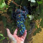 Socuéllamos. La Mancha. Finca Tinedo. Viña.