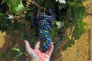 Socuéllamos. La Mancha. Finca Tinedo. Viña.