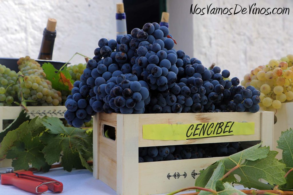 Socuéllamos. La Mancha. Cata de uvas. Los Ángeles Bodegas y Viñedos.