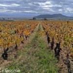 Rioja Alavesa. Viñedo