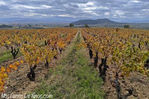 Rioja Alavesa. Viñedo