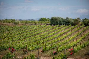 Familia Torres gana el Premio Vinari de Enoturismo por su apuesta en educación medioambiental