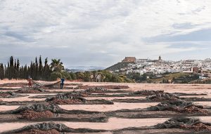 Paseras con Montilla al fondo.
