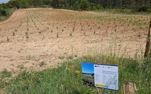 Plantación de VITAELITE24.