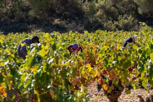 Vendimia en Bullas