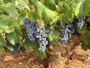 DO Almansa Vendimia 2025