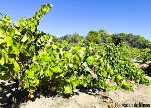 Las Moradas de San Martín. Viñedo.