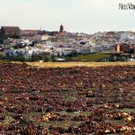 Montilla en vendimia es mucho más que Pedro Ximénez. Paseras de uva Pedro Ximénez a las afueras de Montilla.