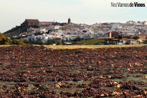 Montilla en vendimia es mucho más que Pedro Ximénez. Paseras de uva Pedro Ximénez a las afueras de Montilla.