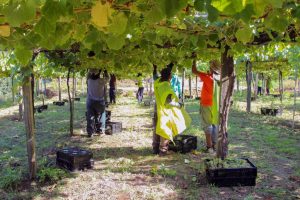 Rías Baixas recoge 47,5 millones de kilos de uva en la vendimia 2025