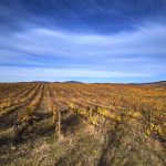 Viajamos al futuro con Finca Río Negro a través de los vinos que son… y de los que serán. Viñedo