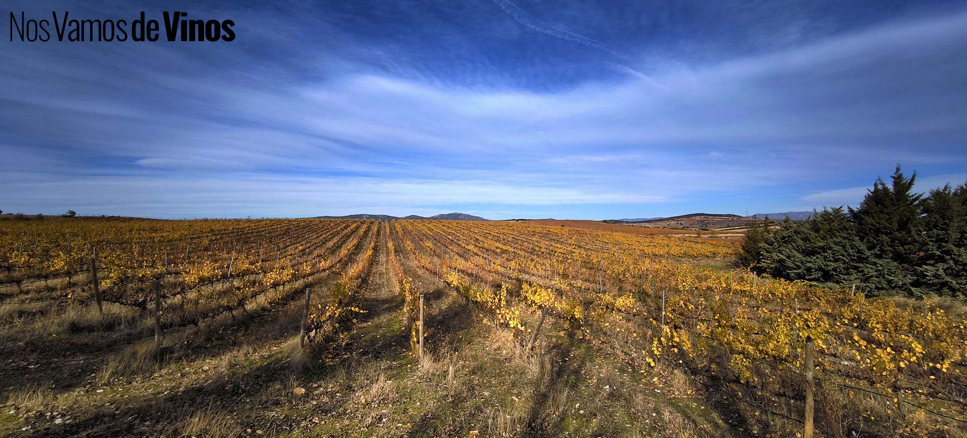 Viajamos al futuro con Finca Río Negro a través de los vinos que son… y de los que serán. Viñedo